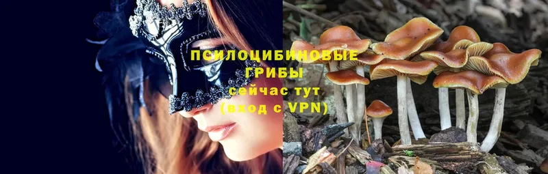 Галлюциногенные грибы Cubensis  Райчихинск 